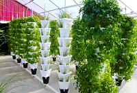 Pick your own fresh herbs!!