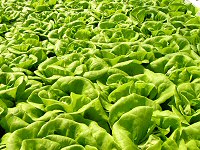 Pick your own Bib Lettuce