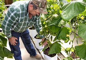 Dan inspects some pickle cucumbers