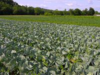 One of our Cabbage fields