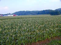 July 1st and the sweet corn is ready to pick
