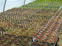 Seedlings growing in the starter greenhouse