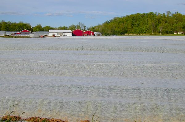 Part of the sweet corn field covered with plastic blankets
