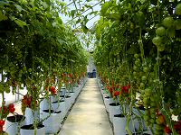Our Cocktail Tomato Plants tower over you!